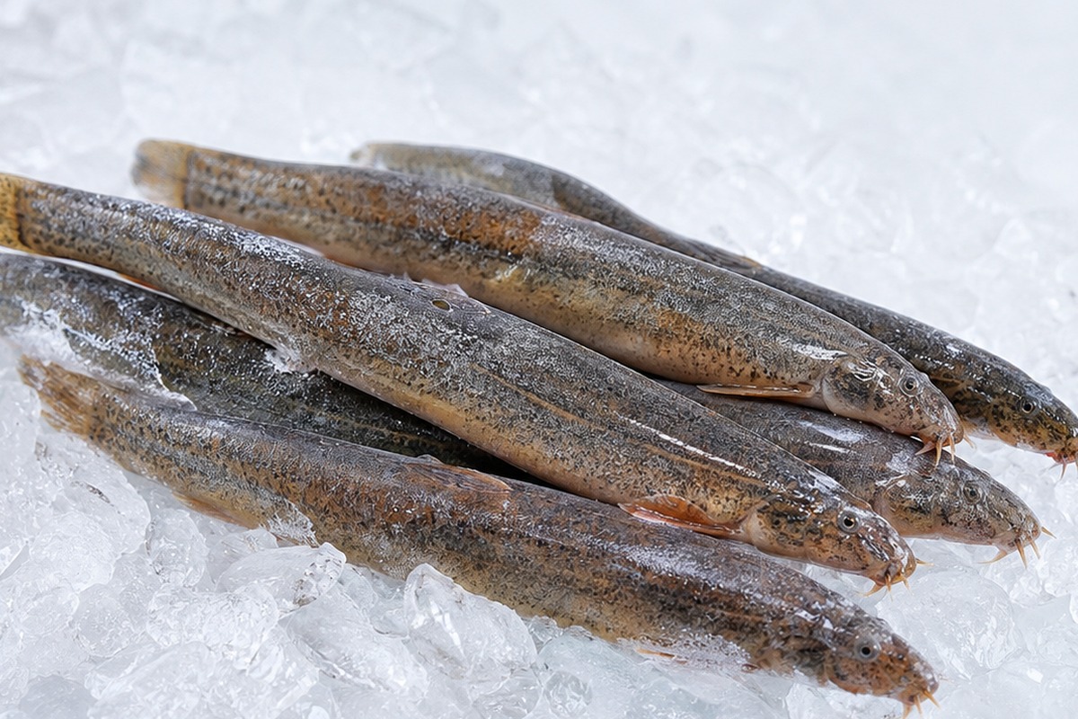 frozen loach FAQ cold chain background