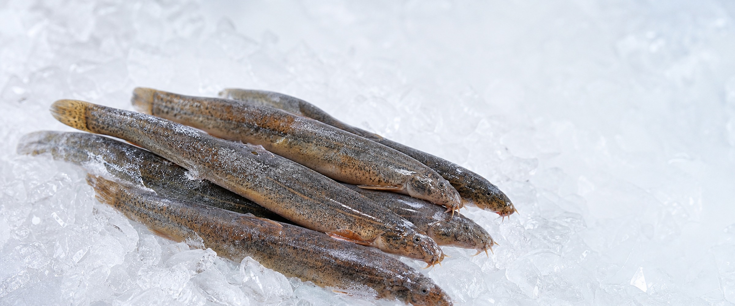 frozen loach product banner for wholesale seafood buyers